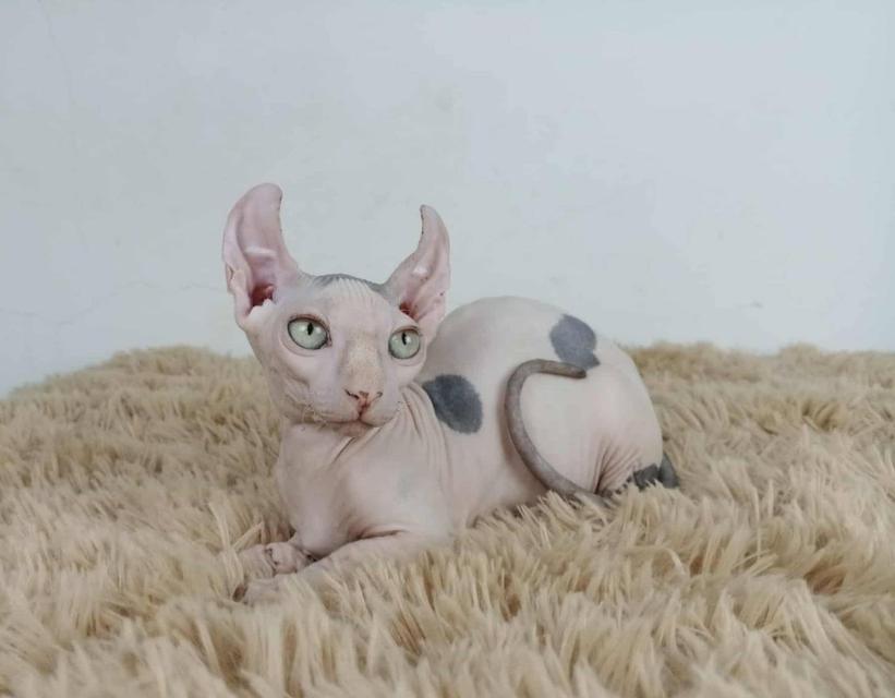 31.แมวดเวล/เพศผู้ Dwelf Cat/Male