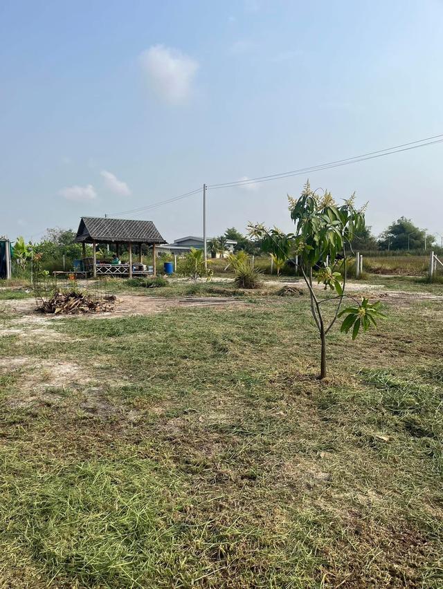 ขายที่ดินคลอง 11ซอยปลายนาร่วมฤดี 1 ใกล้วัดป่าคลอง11 หนองเสือ ปทุมธานี 1