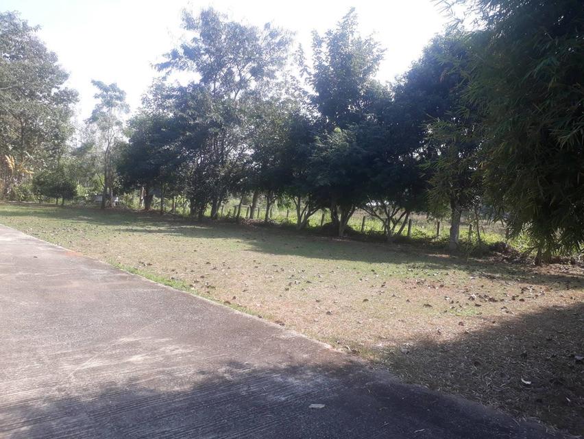 ขายบ้านพร้อมที่ดิน บ้านไม้สัก 6