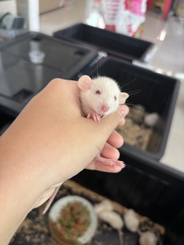 หนู(Dumbo Rat)ตัวละ300