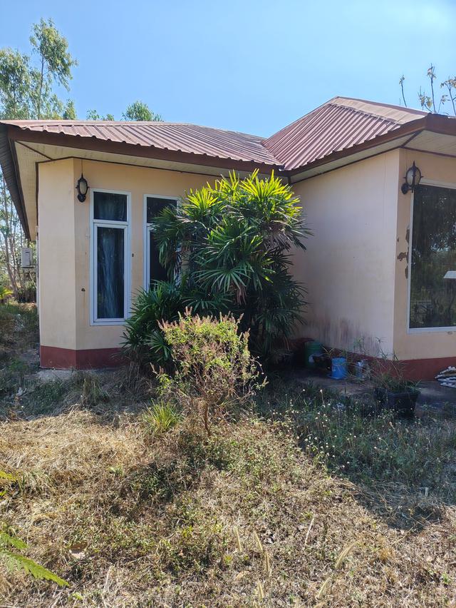 บ้านเดี่ยว 1ชั้น มีต้นไม้ให้ร่มเงา 3