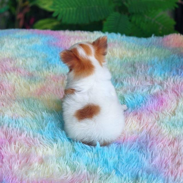 ชิวาวาผสมปอม เพศผู้ พิกัดรามอินทรา 15