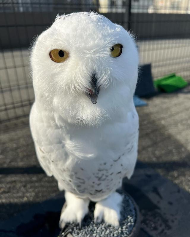 Eagle Owls available WhatsApp me : +66 63 826 3042 รูปย่อยที่ 2