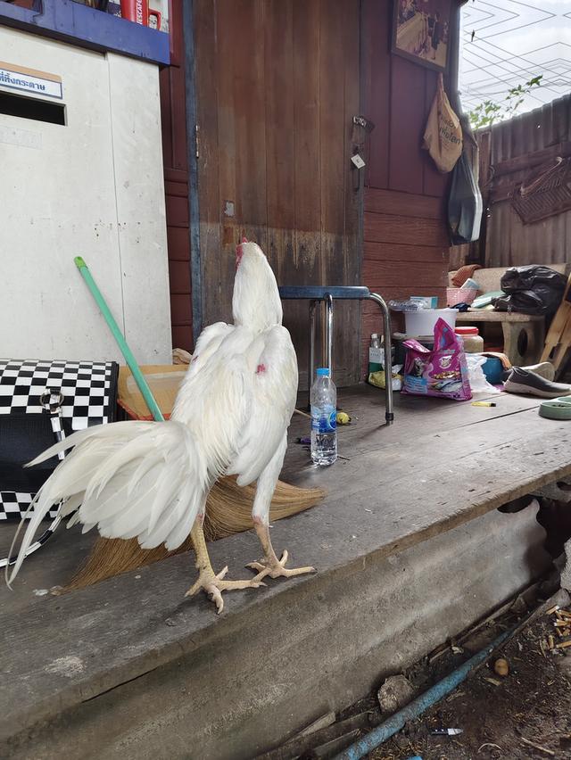 ไก่ชนเลิกเลี้ยง ขายเหมา