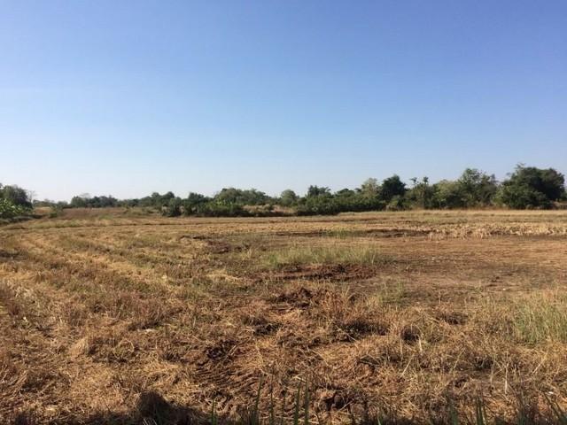 ขายที่ดินที่นา 7ไร่95ตรว. 1.1ลบ. หลังบ้านหนองบัวขาว-โนนกอก ใกล้ ถ.ชัยภูมิ-บ้านเขว้า ต.รอบเมือง อ.เมือง ชัยภูมิ 6