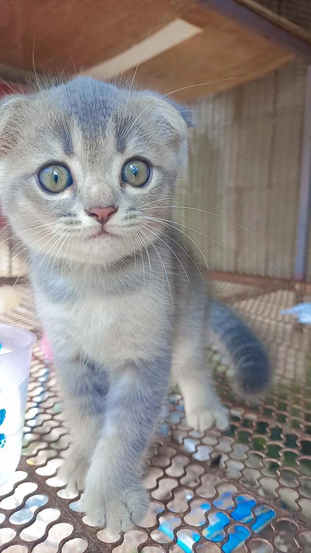 ลูกแมวสกอตติช 2