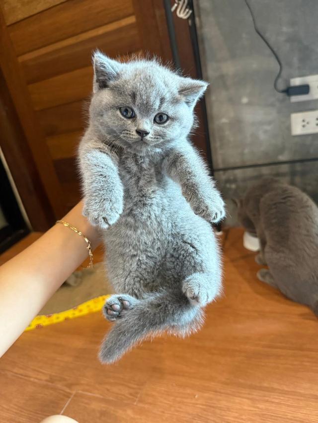 British Shorthair เด็กหญิง1 เด็กชาย1 6