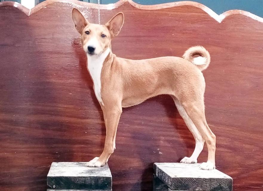 สุนัข Basenji ลูกแชมป์