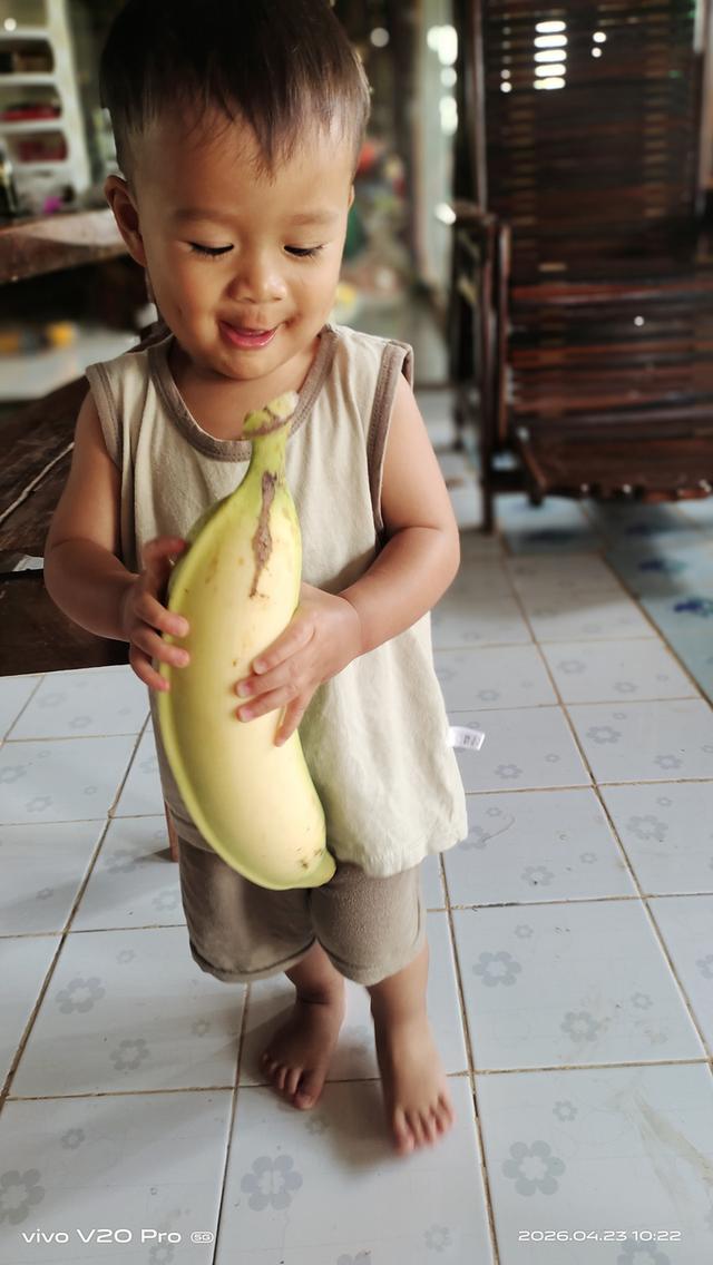 หน่อพันธุ์กล้วยงาช้างPlantain รูปที่ 6