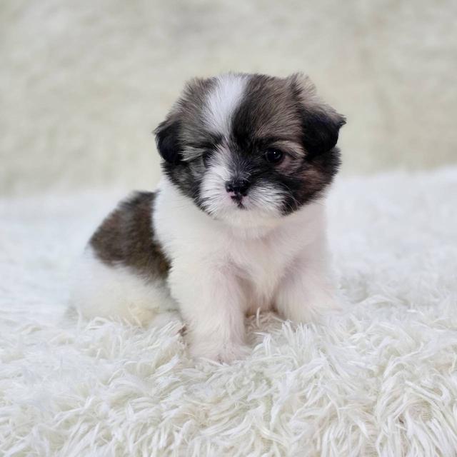 ชิสุผสมปอม เพศเมีย พร้อมย้ายบ้าน