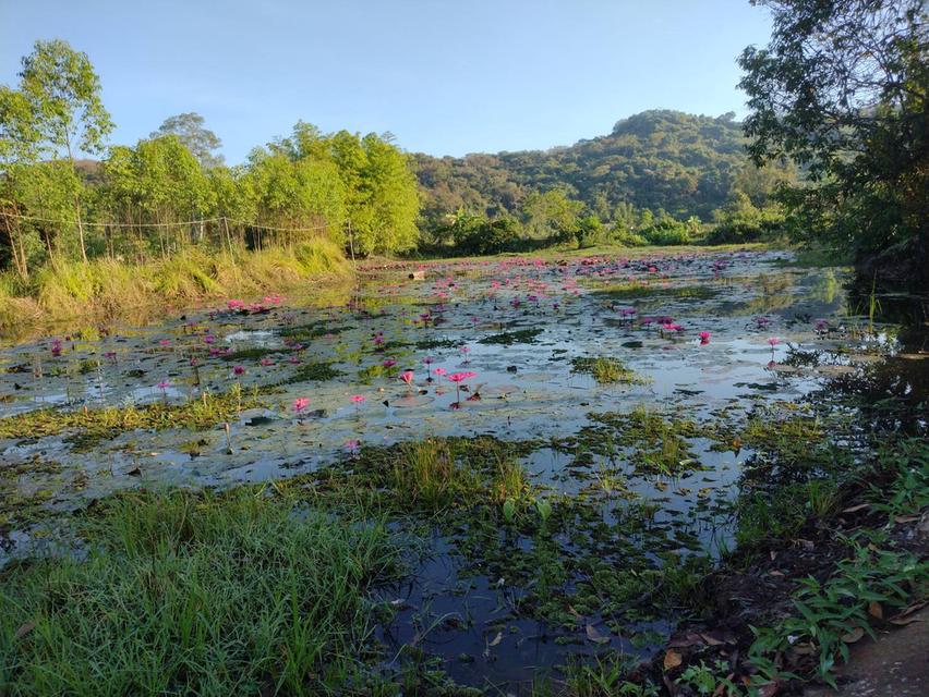 สวนผสม ปราจีน อ.นาดี 2