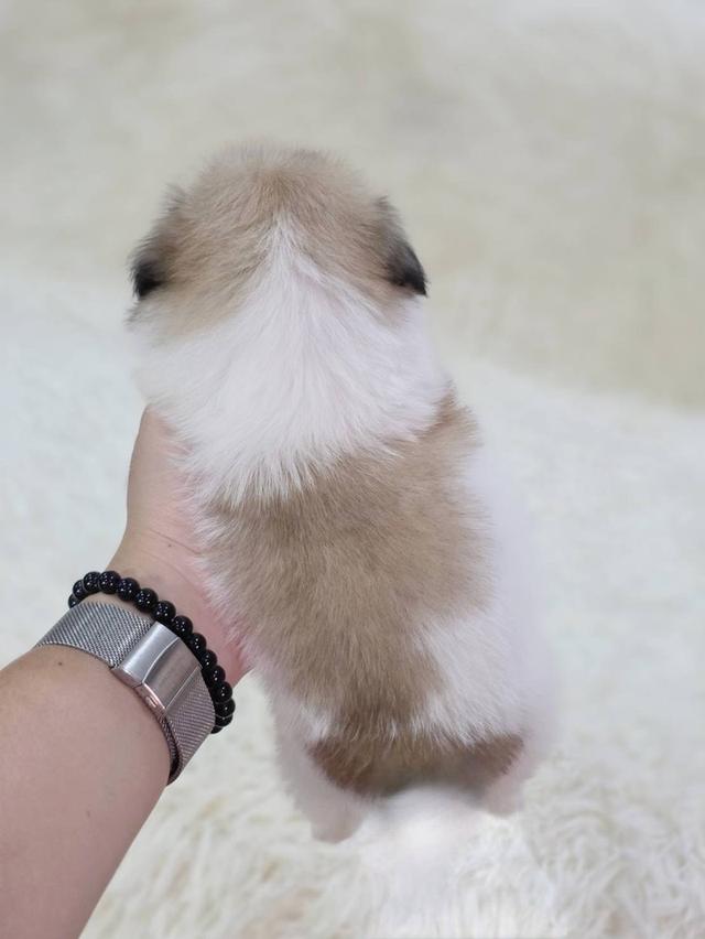 ชิสุผสมปอม เพศเมีย พิกัดรามอินทรา 9