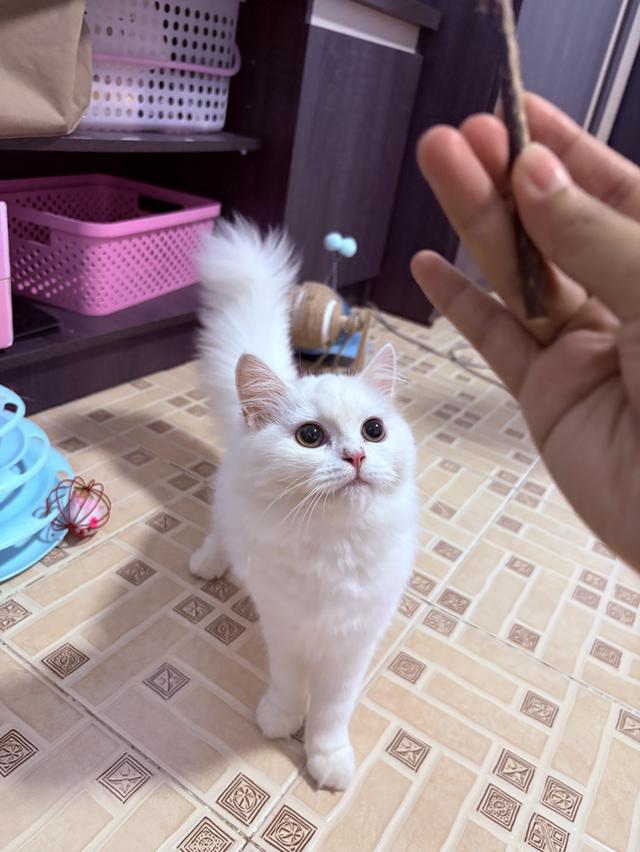 ขายแมวเปอร์เซียผสมมัสกิ้น รูปที่ 3