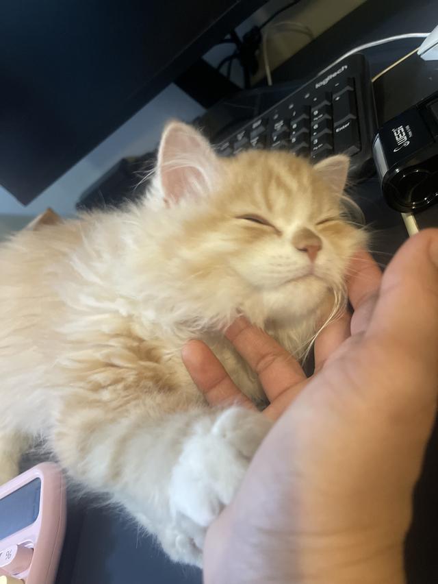 แมวส้มขี้อ้อนนวดเก่ง(เด็กชาย 3 เดือน)นิสัยขี้อ้อนสุดๆ รูปที่ 3