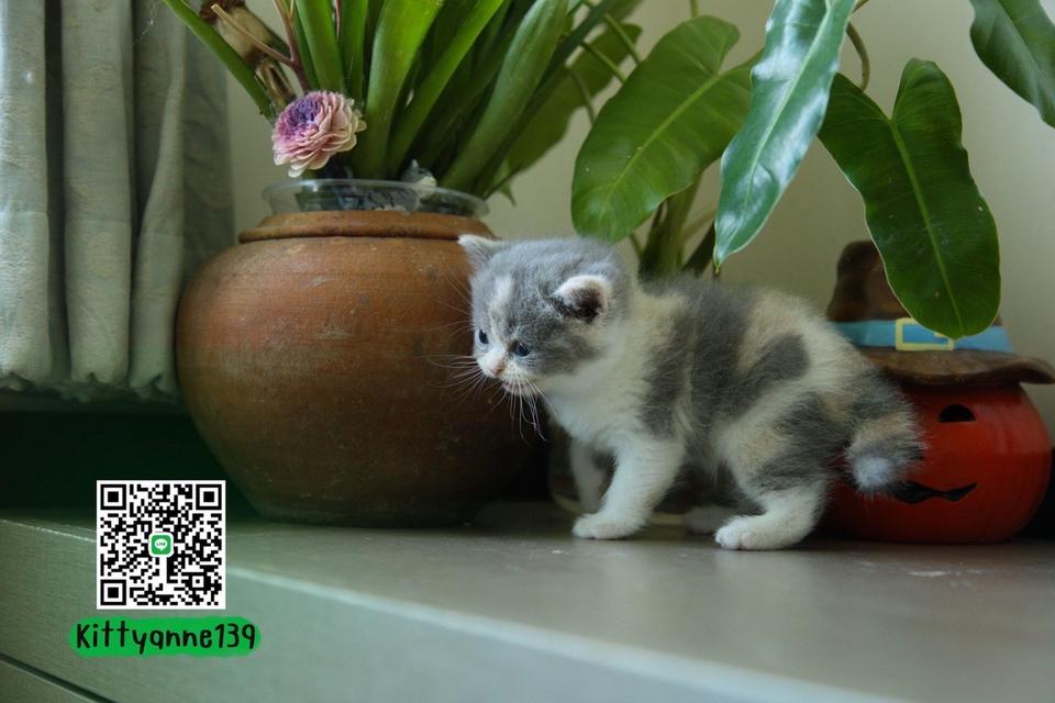 แมวหิมาลายันบริติชแท้ 15