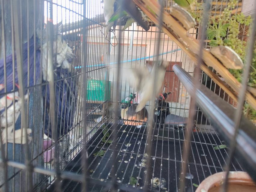 ขายนกเลิฟเบิดร์ราคาคุ่800 3