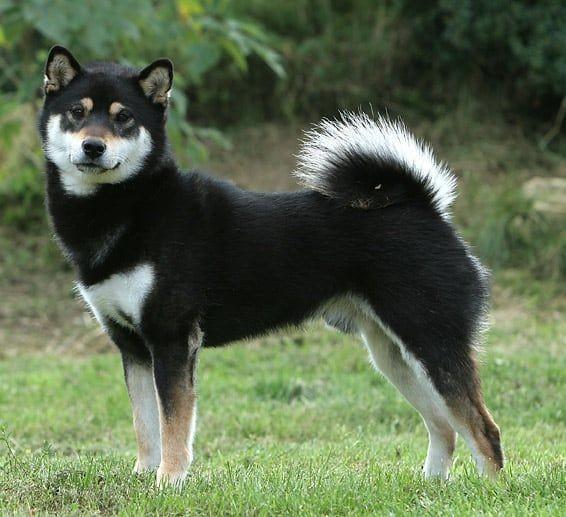 น้องสุนัขพันธุ์ชิบะ สีดำ ขนยาว ตาโต 1