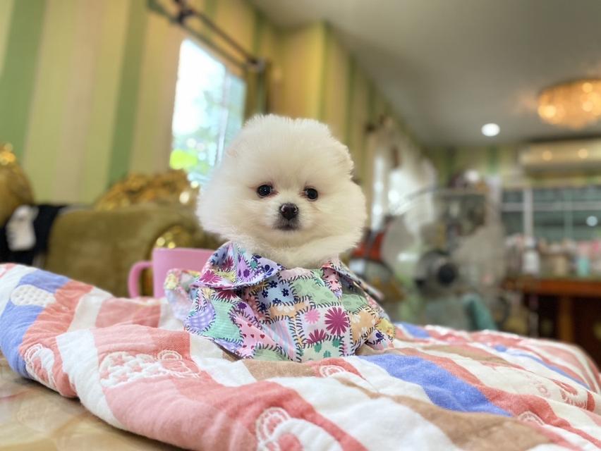 ลูกปทอแท้ ทีคัพ อายุ50 วัน พร้อมย้ายบ้าน