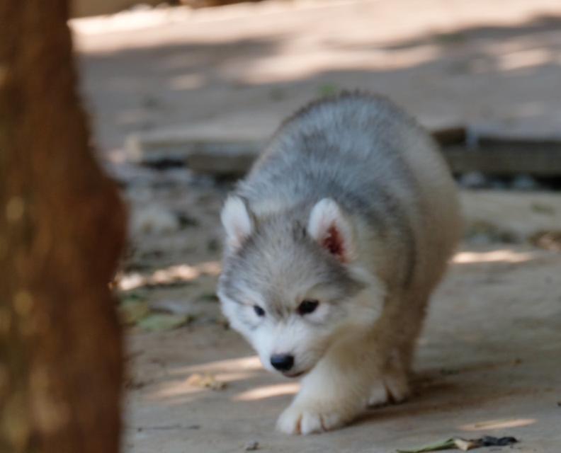 ไซบีเรียนฮัสกี้ Siberian husky 5