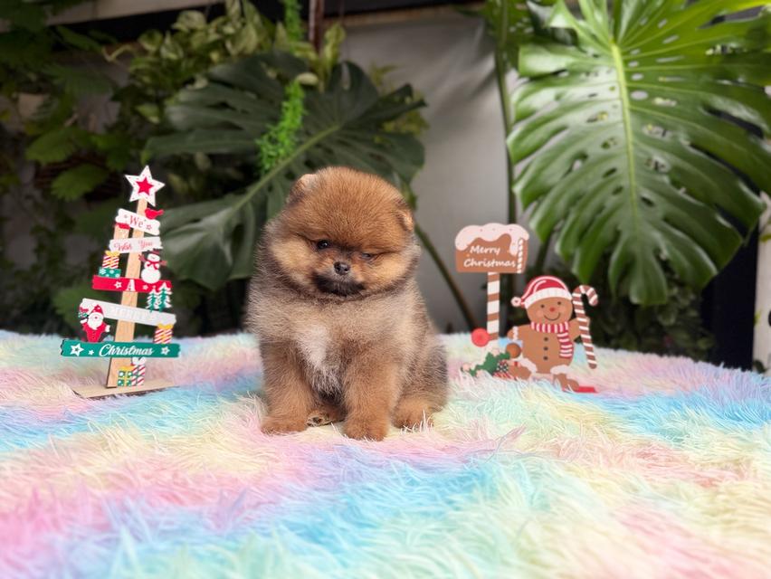 ปอมเมอเรเนียนแท้ เพศเมีย สีส้ม พิกัดรามอินทรา 2