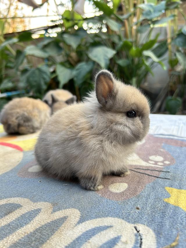 กระต่ายเพศผู้  ND อายุ 28 วัน