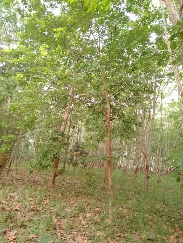 สวนยางมีโฉนด ติดถนนสองด้าน 10