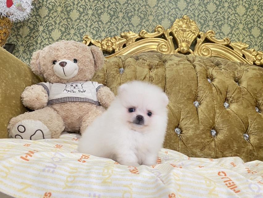 ลูกสุนัขปอมเมอเรเนียนแท้ อ้วนกลมหมี จิ๋วๆ