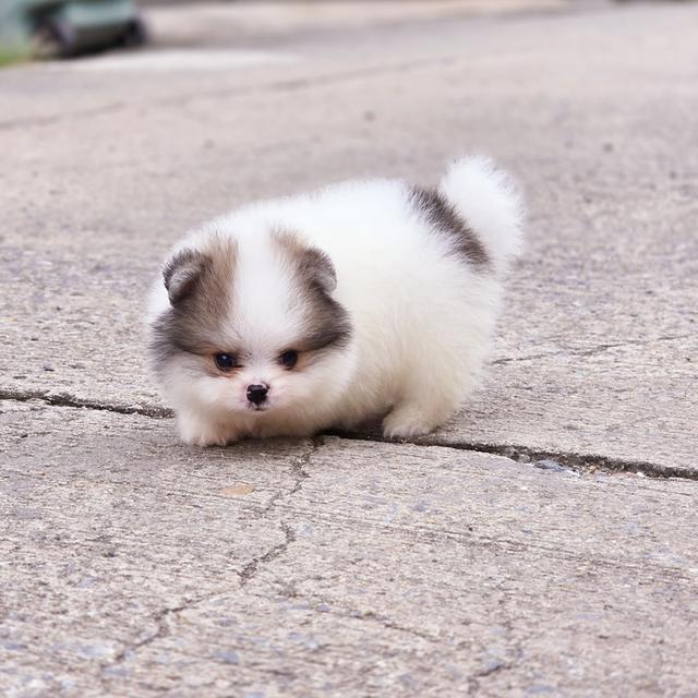 Pomeranian น้องขุนนางปอมหมีสีปาร์ตี้สายพันธุ์แท้ 2