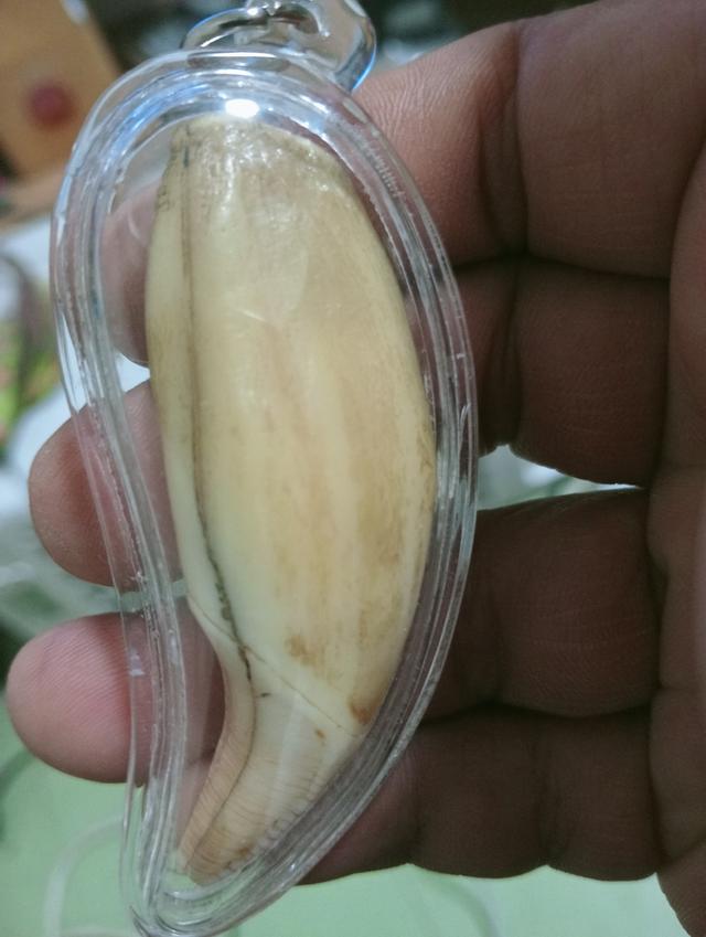 พระเครื่อง ไม่ทราบที่ รูปที่ 12