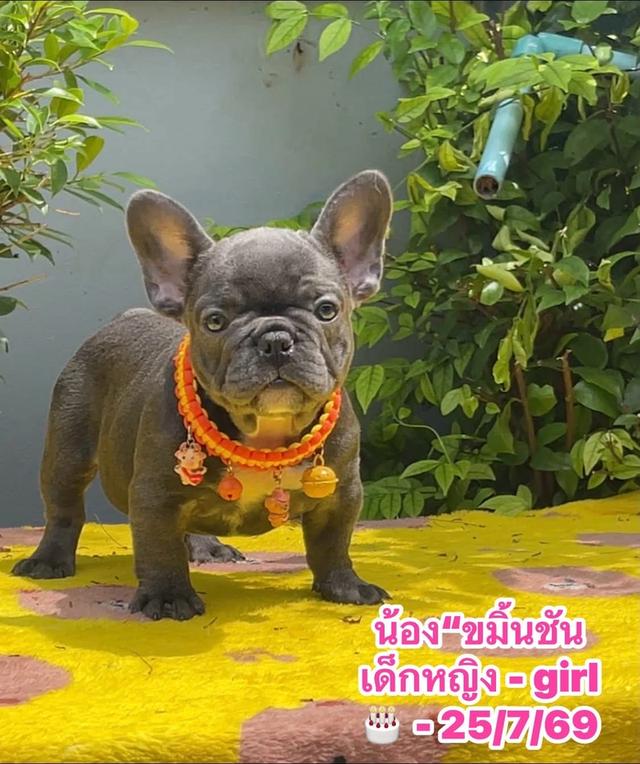 ลูกสุนัขเฟร้นบลูด๊อก รูปที่ 3