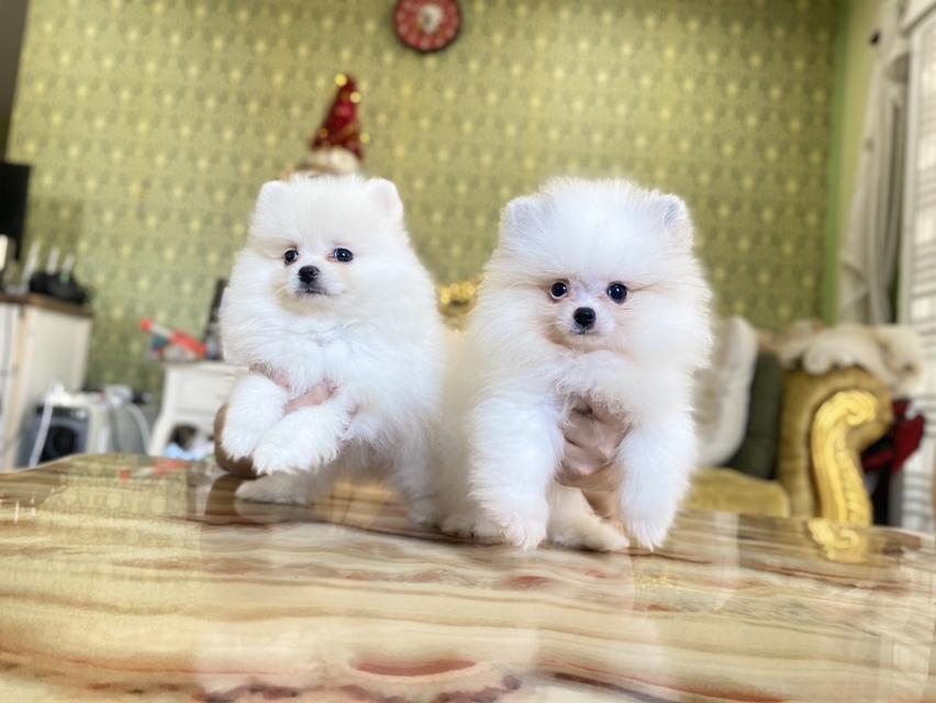 ปอมแท้อายุ2เดือน พร้อมย้ายบ้าน จัดส่งฟรี 5