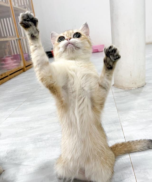 บริติชลดประชากร 8