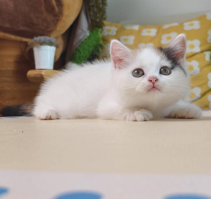 แมว สก๊อตติช Scottish Oscat cattery chiangmai