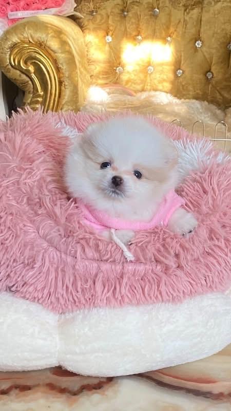 ลูกปอมเมอเรเนียนแท้ น่ารักมาก สดใส ขี้เล่น ขี้อ้อน ติดคนมากๆค่ะ รูปที่ 9