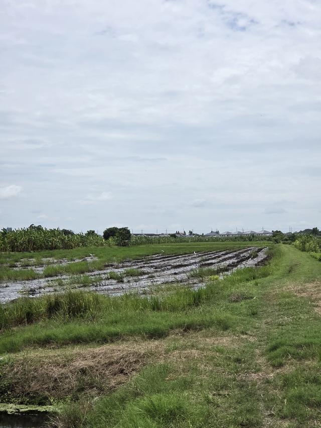 ขายที่ดินเปล่า หนองจอก ลำผักชี 2