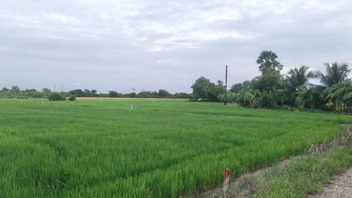 ขายด่วนที่ดิน 680 ตรว ติดถนนสาธารณะ 2 ด้าน แปลงมุม บ้านงิ้ว สามโคก ปทุมธานี 3
