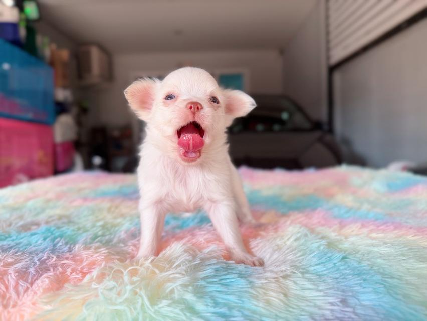 ปอมผสมชิวาวา เพศผู้ พิกัดรามอินทรา 18