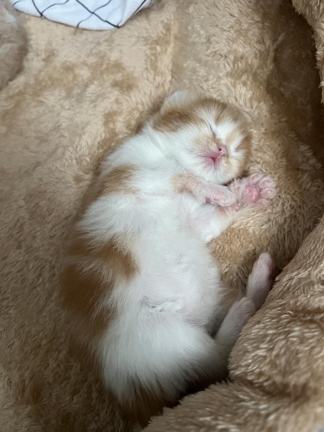  ลูกแมวเปอร์เซียแท้ เลี้ยงระบบปิด พร้อมย้ายบ้านเดือนธันวาคม น้องเกิดวันที่ 29/10/68