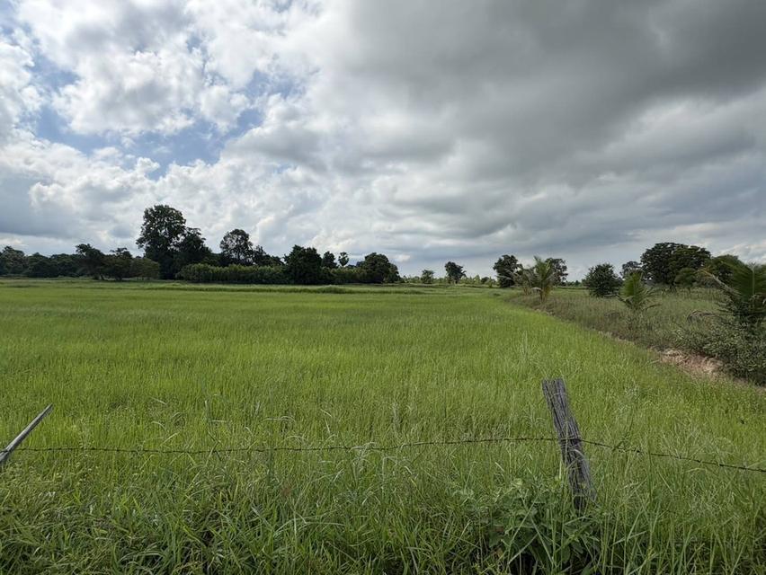 ขายที่นาตำบลหนองมะนาวอำเภอคงจังหวัดนครราชสีมา ขนาดที่ดิน 28 -1 -19 ไร่โฉนด รูปที่ 3