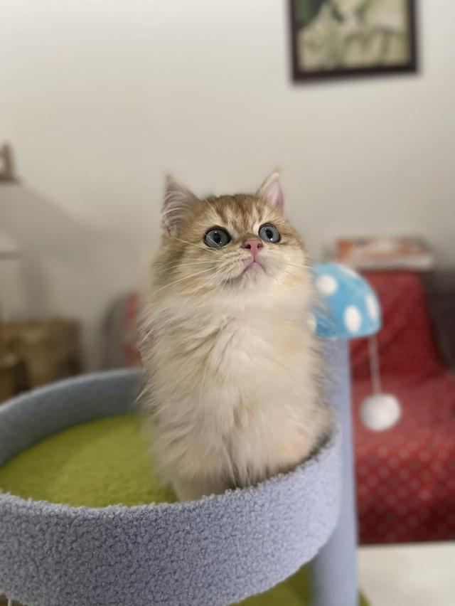 British Longhair WCF 13