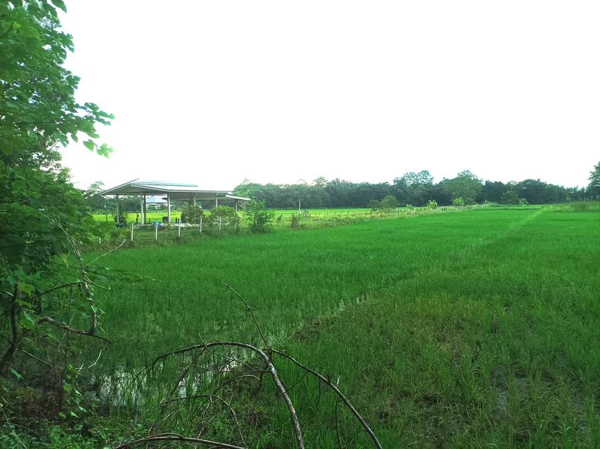 ขายที่ดิน 1ไร่3งาน ต.ตลาดใหญ่ อ.ดอยสะเก็ด จ.เชียงใหม่ 5