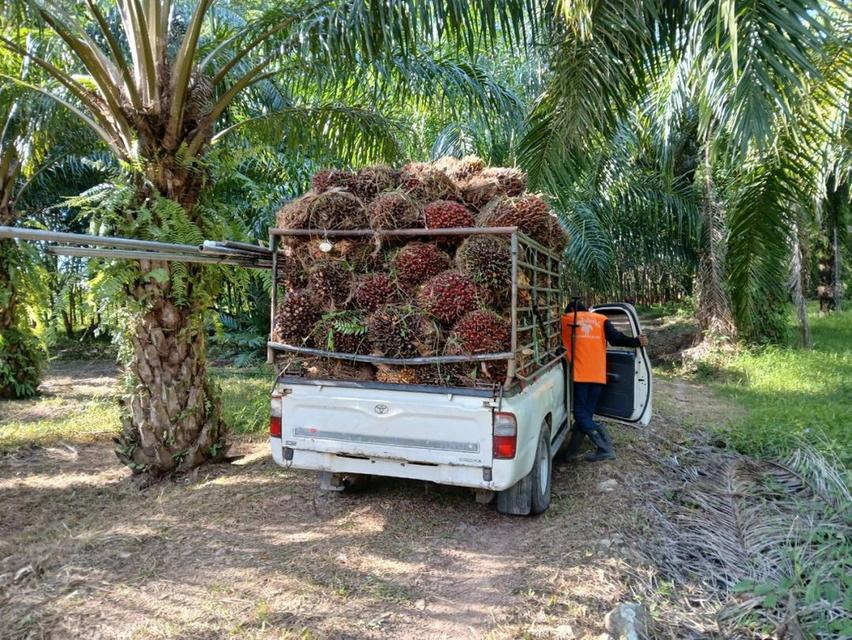 ขายสวนปาล์มสวนยาง โฉนด 25 ไร่ สะพลี ปะทิว ชุมพร 6