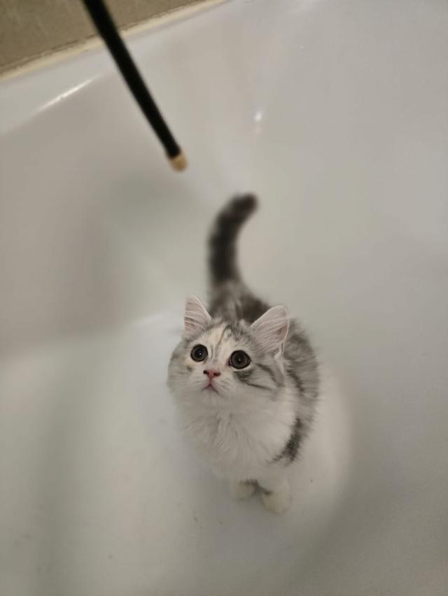 แมว สก็อตติชโฟลด์หูตั้งเสี้ยว Himalayan