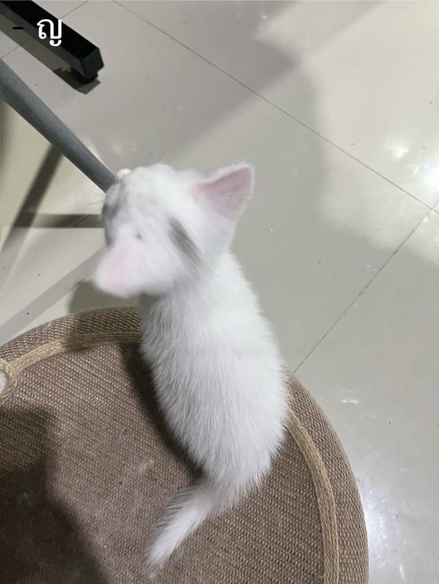 ลูกแมว สก็อตติช เปอร์เซีย รูปที่ 8