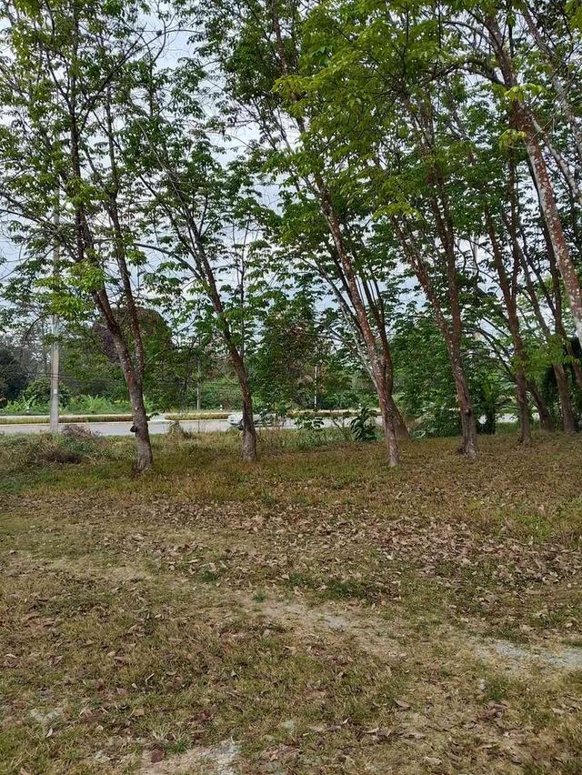 ขายสวนยาง 3.1ไร่ 60 ตรว ติดถนนสายหลัก ทำเลดี อำเภอขุนตาล จังหวัดเชียงราย 4