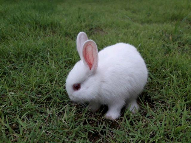 กระต่ายดวอฟโฮโท 1