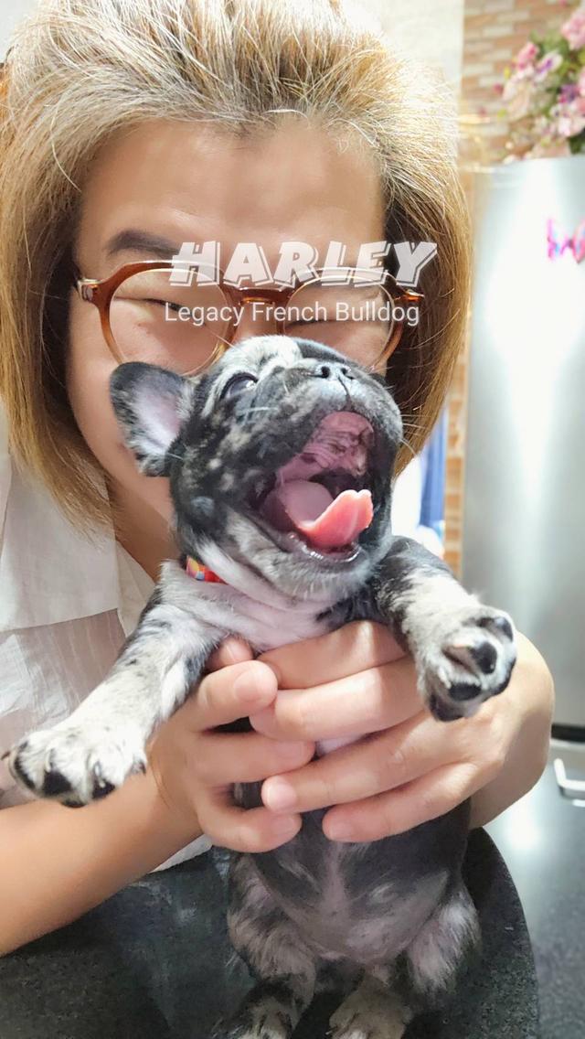 Harley, Exotic French Bulldog, black merle, rare color 6