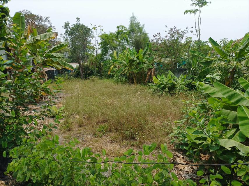 ขายที่ดิน 113ตร.ว. ต.สง่าบ้าน อ.ดอยสะเก็ด จ.เชียงใหม่ 1