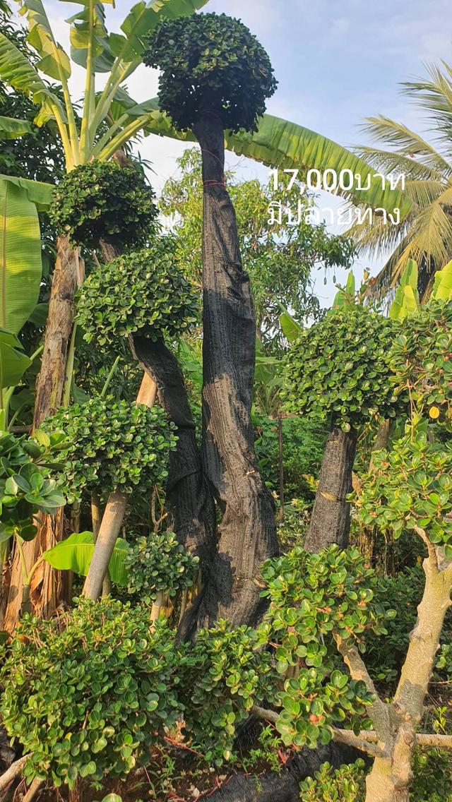 ไทรต่อยอดช้อนเงินช้อนทอง