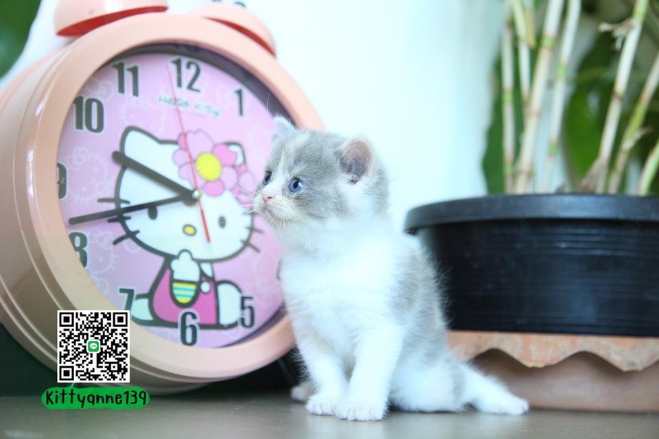 แมวหิมาลายันบริติชแท้ 4